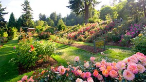 International Rose Test Garden - Portland, OR